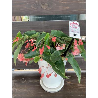 ふるさと納税 府中市 べゴニアの草分け的ナーセリー花郷園のオリジナル品種『木立性ベゴニア　マザーズ・ディ』 