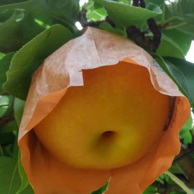 ふるさと納税 飯田市 梨　南水　3Lクラスの大玉で糖度14度以上　7個入り