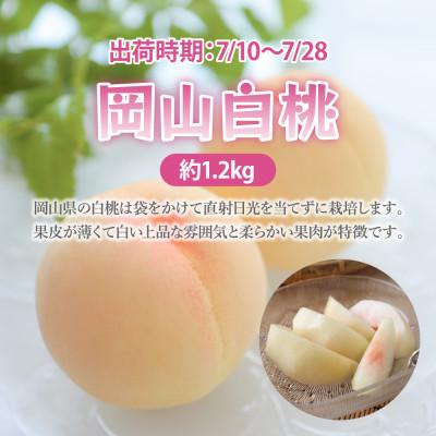 ふるさと納税 津山市 [2024年発送][7月発送]岡山白桃 約1.2kg(4〜6玉)