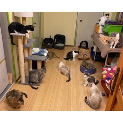 【公式】 ふるさと納税 八重瀬町 【南の島の動物愛護活動】保護猫活動等をサポート(10万円)ポストカード付き 【1262087840】(46000円)