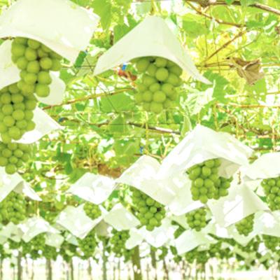 ふるさと納税 山梨市 【2026年先行受付】【訳あり】山梨市産シャイン