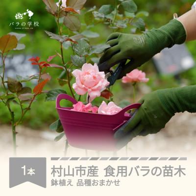 ふるさと納税 村山市 食用バラの苗木 (裸苗)