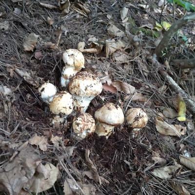 ふるさと納税 岩泉町 産地直送 岩手県岩泉町産まつたけ ご家庭用不揃い 