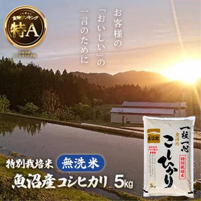 ふるさと納税 小千谷市 [無洗米]魚沼産コシヒカリ5kg[特別栽培米]令和5年産