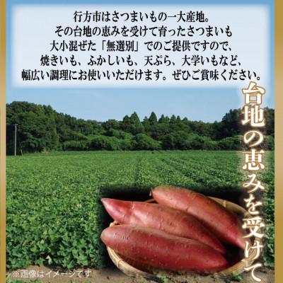 ふるさと納税 行方市 先行予約　茨城県産 紅はるか 訳あり 無選別 さつまいも 紅はるか 10kg サツマイモ CU-55 |  | 01