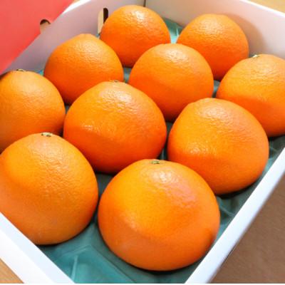 ふるさと納税 西条市 まどんな Madonna(愛媛果試第28号)約3kg 秀品 11月下旬から発送 紅まどんなと同品種