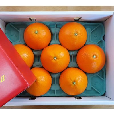 ふるさと納税 西条市 [2025年11月より順次発送] Madonna(愛媛果試第28号) 約2kg