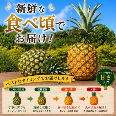ふるさと納税 本部町 【2026年7月から順次発送】本部町産 糖度15度以上