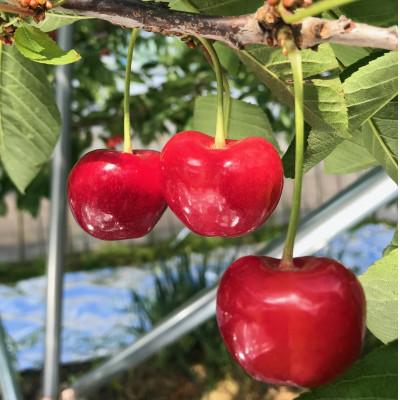 ふるさと納税 南部町 Sakura N bow　2本セット_2