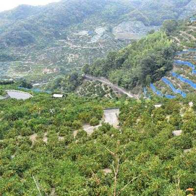 ふるさと納税 湯浅町 有田みかん(AQみかん)約10kg Mサイズ 和歌山県有田産【先行受付】 湯浅町 30　