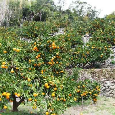 ふるさと納税 湯浅町 有田みかん(AQみかん)約10kg Mサイズ 和歌山県有田産【先行受付】 湯浅町 30　