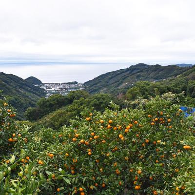 ふるさと納税 湯浅町 「高級 田村みかん」 青秀 約10kg Sサイズ 和歌山県有田産【先行受付】 湯浅町