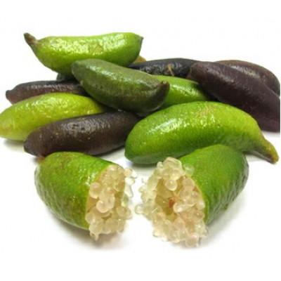 ふるさと納税 久留米市 チーム田主丸『我が家の食卓樹シリーズ』【フィンガーライム】 