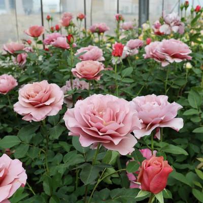 ふるさと納税 坂城町 バラ苗 「Rose for You 1鉢」大苗 / ぼかし肥料付き THE ROSE SHOP直送