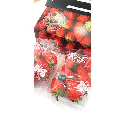ふるさと納税 泉佐野市 [朝摘み]完熟いちご 2パック 化粧箱入り