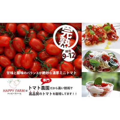 ふるさと納税 安芸市 ハッピートマト1kg_1
