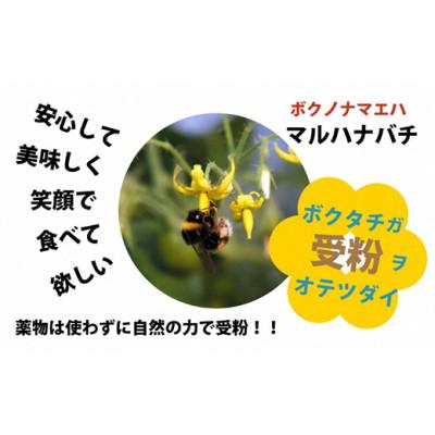 ふるさと納税 安芸市 ハッピートマト1kg_2
