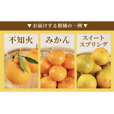 ふるさと納税 八代市 【先行受付】【2023年12月上旬より順次発送】柑橘詰合せ福袋 3種類以上 合計3kg以上 :1430747:さとふる ...