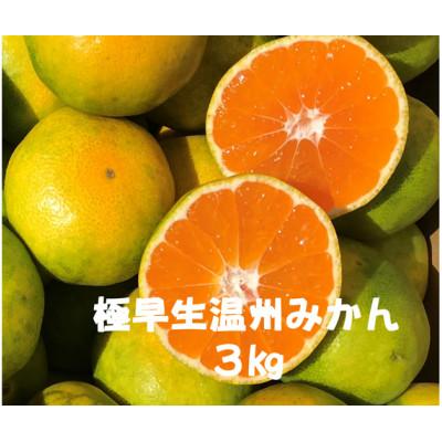 ふるさと納税 南伊豆町 湯の花の極早生温州みかん3kg