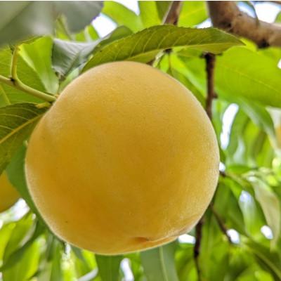 ふるさと納税 山梨市 山梨市産 白桃と黄金桃の食べ比べセット 約 ふるさと納税 山梨市 山梨市産 白桃と黄金桃の食べ比べセット 約