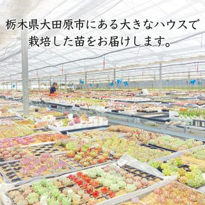 ふるさと納税 大田原市 名無しエケベリア(中6個・小10個+セダム他)カット苗セット｜y-sf｜03