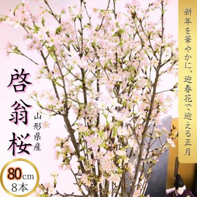 ふるさと納税 山形県 山形県産 啓翁桜 80cm 8本 ご自宅で咲く雅な桜 特