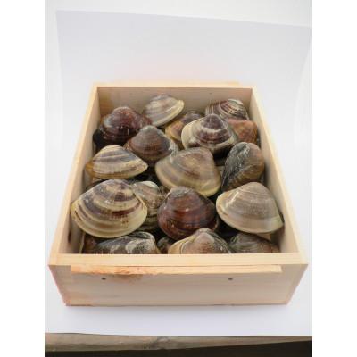 ふるさと納税 四日市市 三重県畜養はまぐり1kg