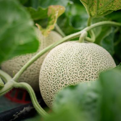 ふるさと納税 富良野市 【2027年発送先行受付】赤肉・青肉メロン 2玉