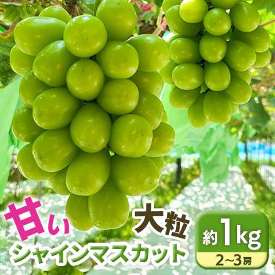ふるさと納税 飯田市 [9月中旬から発送予定]南信州産 甘い大粒シャインマスカット約1kg皮ごとパリッと食べられる美味しさ