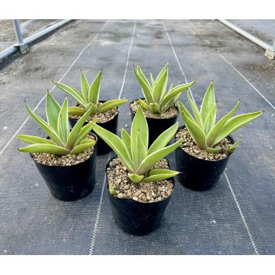 ふるさと納税 長与町 Agave desmettiana アガベ ベネズエラ 5株セット 