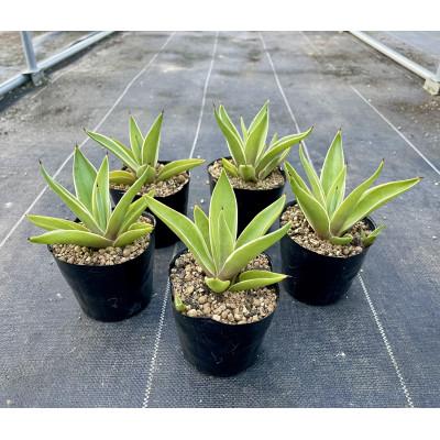 ふるさと納税 長与町 Agave desmettiana アガベ ベネズエラ 5株セット [長与町]