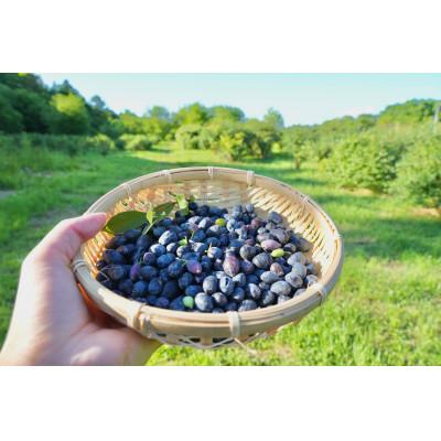 ふるさと納税 厚岸町 冷凍ハスカップ 1.5kg 農薬・除草剤・化学肥料 