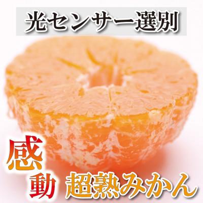 ふるさと納税 湯浅町 &lt;2024年11月より発送&gt;家庭用 超熟有田みかん5kg+150g(傷み補償分)[わけあり・訳あり]