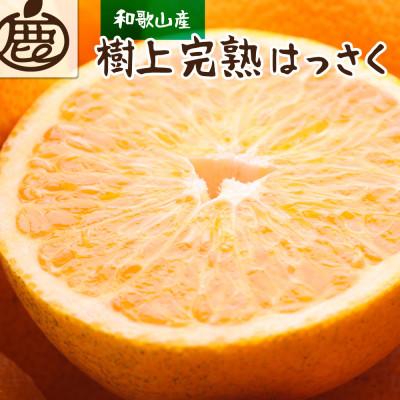 ふるさと納税 有田川町 &lt;先行受付&gt;秀品樹上完熟はっさく5.5kg+165g(傷み補償分)