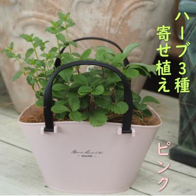 ふるさと納税 朝倉市 バスケット風鉢がおしゃれ。摘み取って使う新鮮ハーブ3種の寄せ植え(プラ鉢:ピンク)