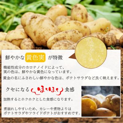 ふるさと納税 島原市 【長崎発祥の品種】 ながさき黄金 じゃがいも 約