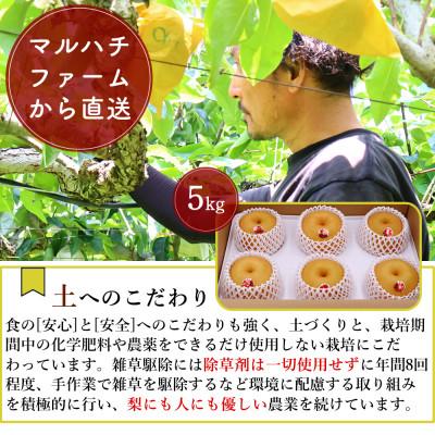 ふるさと納税 南島原市 【2026年発送】新高梨 約5kg 5玉〜13玉 梨専門のマルハチファームから直送_1
