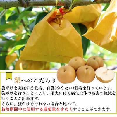 ふるさと納税 南島原市 【2026年発送】新高梨 約5kg 5玉〜13玉 梨専門のマルハチファームから直送_2