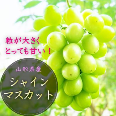 【 開梱 設置?無料 】 ふるさと納税 山形県 【令和6年産先行受付】大房大粒シャインマスカット 約700g〜800g