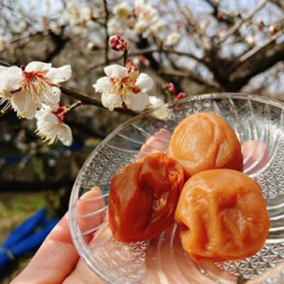 ふるさと納税 みなべ町 [本気の酸っぱい梅干]愛ちゃんの紀州梅600g/贈答用化粧箱入