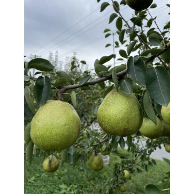 ふるさと納税 山形県 【2025年発送】山形県産ラフランス5kg(12玉 ふるさと納税 山形県 【2025年発送】山形県産ラフランス5kg(12玉