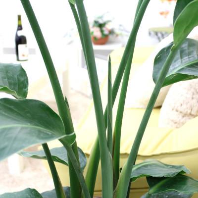 ふるさと納税 筑前町 オーガスタ 8号 ストライプバスケット鉢カバー 土の表面:ウッドチップ 