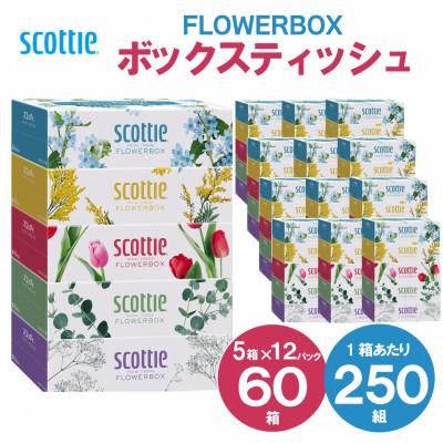 ふるさと納税 ティッシュ 福知山市 [ボックスティッシュ]スコッティティシューフラワーボックス250組60箱(1ケース5箱×12パック)
