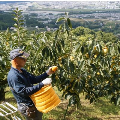 ふるさと納税 橋本市 柿【先行受付】柳フルーツ園 富有柿 約2kg_2