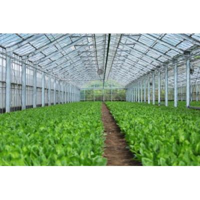 ふるさと納税 島原市 産地直送　水菜　30束 【大嘗祭】