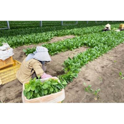 ふるさと納税 島原市 産地直送　水菜　30束 【大嘗祭】