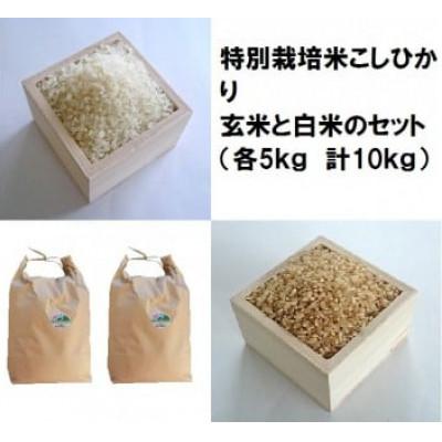 ふるさと納税 大山町 特別栽培米こしひかり玄米と白米のセット(各5kg)