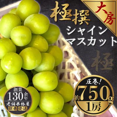 ふるさと納税 坂出市 [2026年8月中旬より発送]極撰!大房シャインマスカット 1房(約750g)