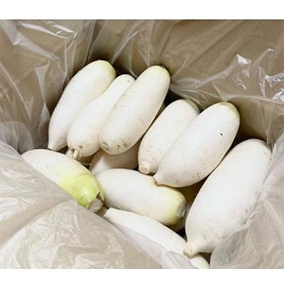ふるさと納税 鯖江市 おろしそばに最適! 越前福井産辛味大根 4kg ふるさと納税 鯖江市 おろしそばに最適! 越前福井産辛味大根 4kg