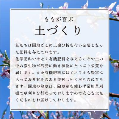 ふるさと納税 山形県 【先行受付 令和8年度発送】山形県産 もぎたて黄桃(3kg)ギフト箱入の画像